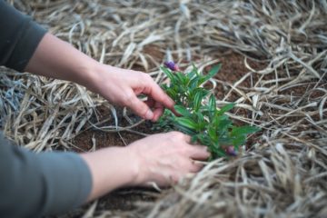 substrato, terra, adubo, fertilizante, planta, grama