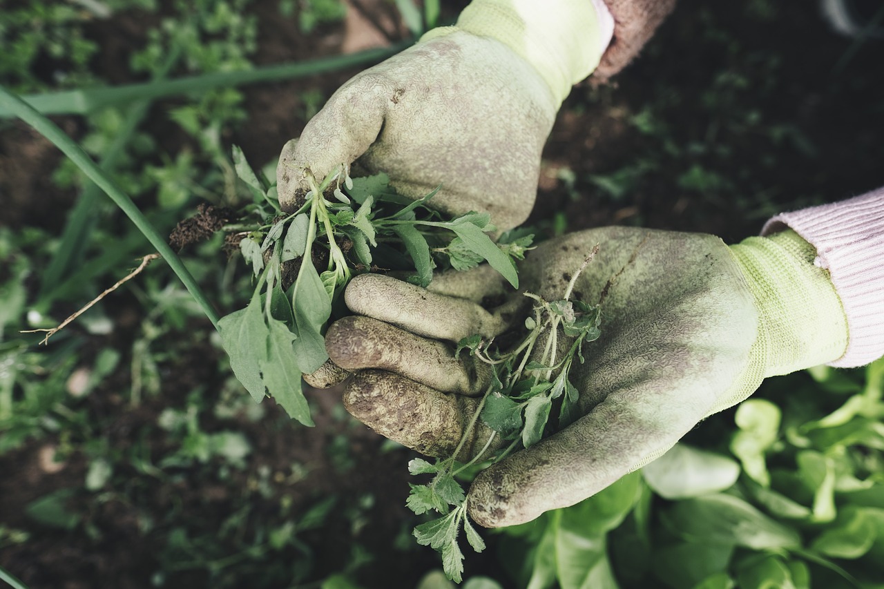 substrato, terra, adubo, fertilizante, planta, grama
